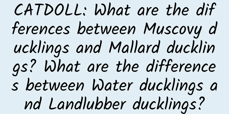 CATDOLL: What are the differences between Muscovy ducklings and Mallard ducklings? What are the differences between Water ducklings and Landlubber ducklings?