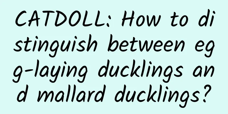 CATDOLL: How to distinguish between egg-laying ducklings and mallard ducklings?