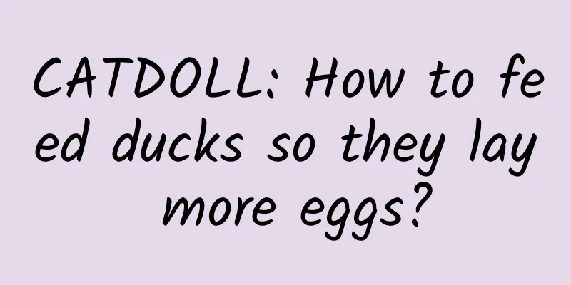 CATDOLL: How to feed ducks so they lay more eggs?
