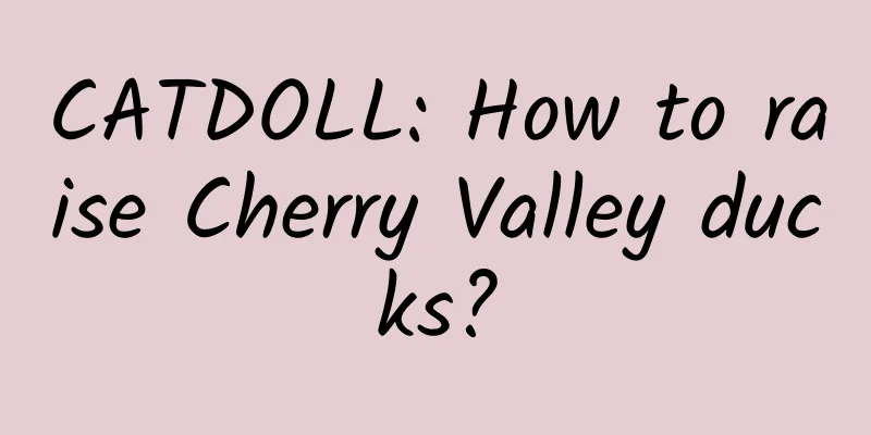 CATDOLL: How to raise Cherry Valley ducks?
