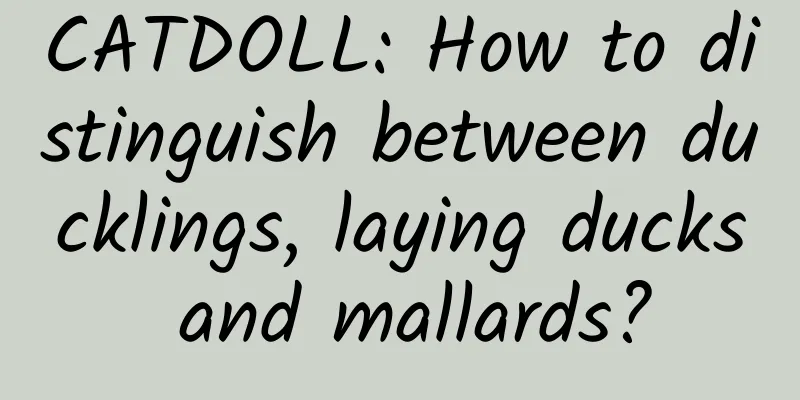 CATDOLL: How to distinguish between ducklings, laying ducks and mallards?