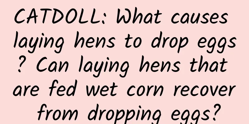 CATDOLL: What causes laying hens to drop eggs? Can laying hens that are fed wet corn recover from dropping eggs?