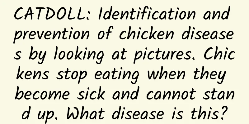 CATDOLL: Identification and prevention of chicken diseases by looking at pictures. Chickens stop eating when they become sick and cannot stand up. What disease is this?