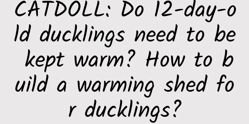 CATDOLL: Do 12-day-old ducklings need to be kept warm? How to build a warming shed for ducklings?