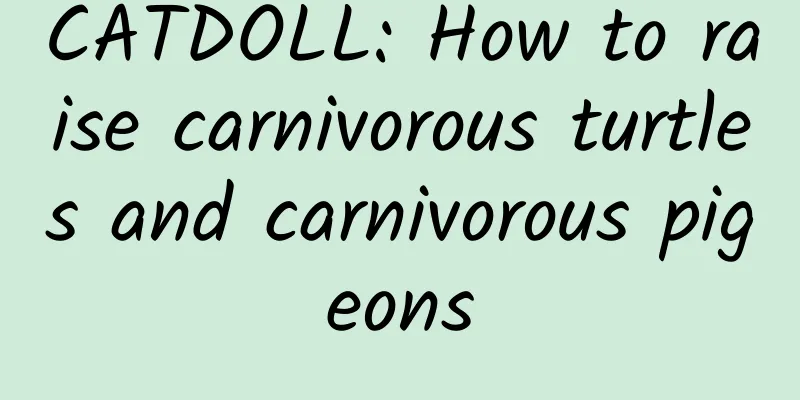 CATDOLL: How to raise carnivorous turtles and carnivorous pigeons
