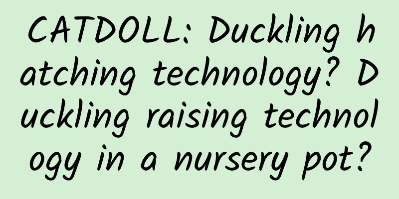 CATDOLL: Duckling hatching technology? Duckling raising technology in a nursery pot?