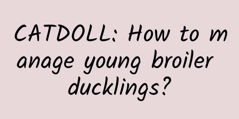 CATDOLL: How to manage young broiler ducklings?