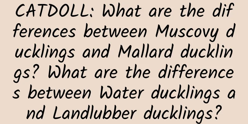 CATDOLL: What are the differences between Muscovy ducklings and Mallard ducklings? What are the differences between Water ducklings and Landlubber ducklings?