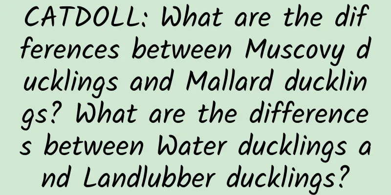 CATDOLL: What are the differences between Muscovy ducklings and Mallard ducklings? What are the differences between Water ducklings and Landlubber ducklings?