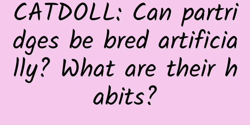 CATDOLL: Can partridges be bred artificially? What are their habits?