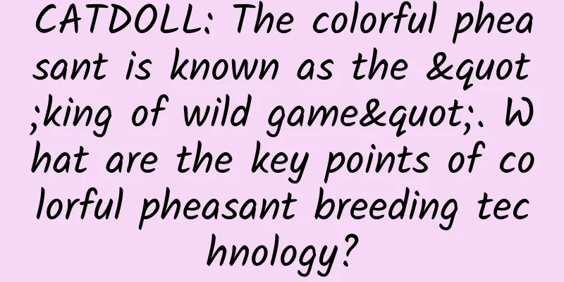 CATDOLL: The colorful pheasant is known as the "king of wild game". What are the key points of colorful pheasant breeding technology?