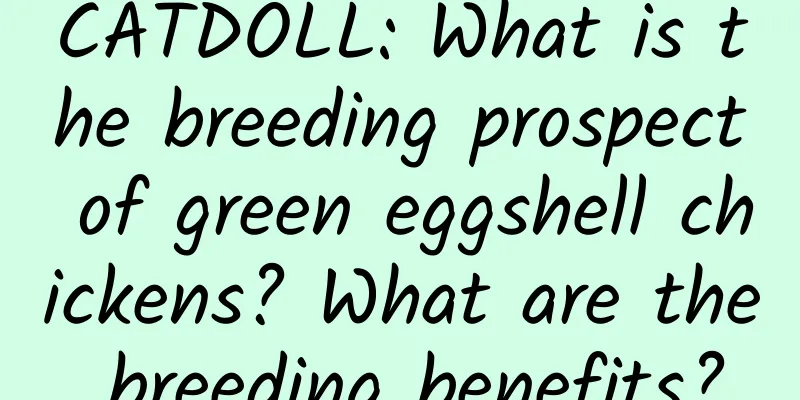 CATDOLL: What is the breeding prospect of green eggshell chickens? What are the breeding benefits?