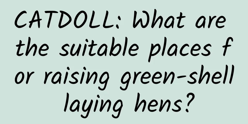 CATDOLL: What are the suitable places for raising green-shell laying hens?