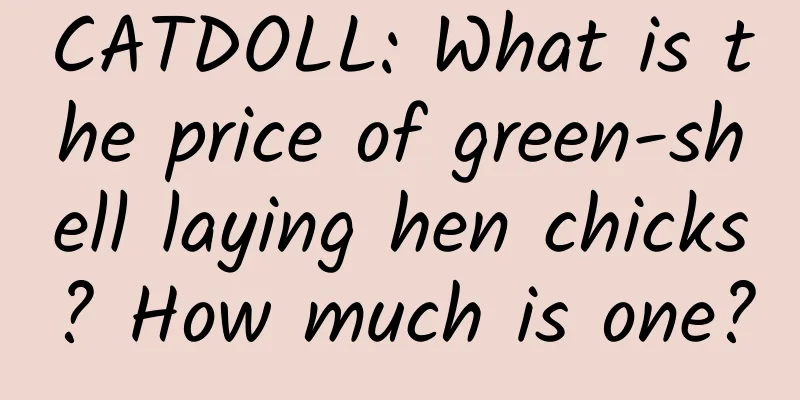 CATDOLL: What is the price of green-shell laying hen chicks? How much is one?