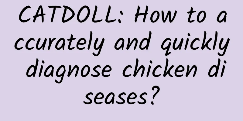 CATDOLL: How to accurately and quickly diagnose chicken diseases?