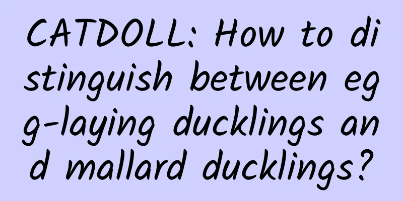CATDOLL: How to distinguish between egg-laying ducklings and mallard ducklings?