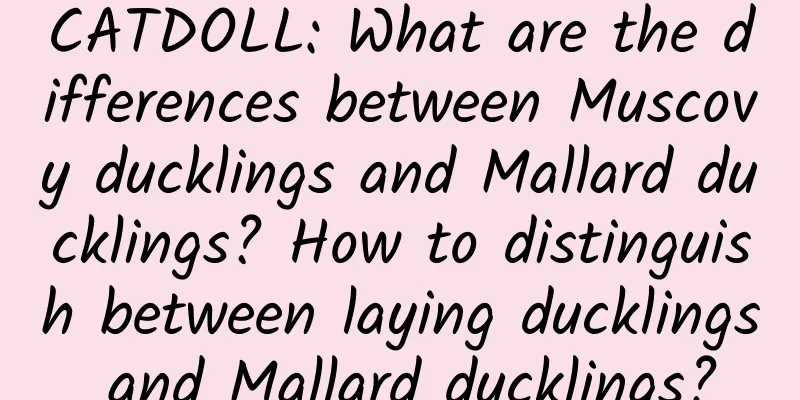 CATDOLL: What are the differences between Muscovy ducklings and Mallard ducklings? How to distinguish between laying ducklings and Mallard ducklings?