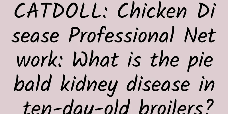 CATDOLL: Chicken Disease Professional Network: What is the piebald kidney disease in ten-day-old broilers?