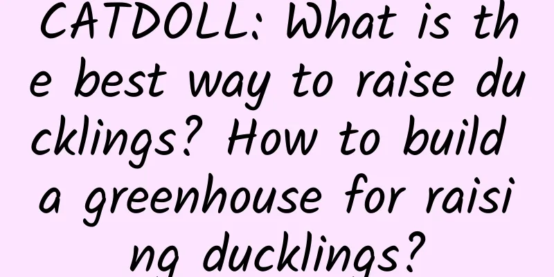 CATDOLL: What is the best way to raise ducklings? How to build a greenhouse for raising ducklings?
