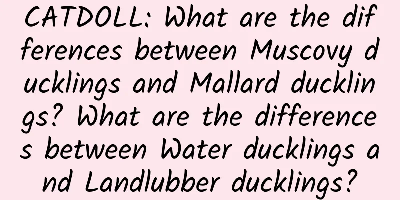 CATDOLL: What are the differences between Muscovy ducklings and Mallard ducklings? What are the differences between Water ducklings and Landlubber ducklings?