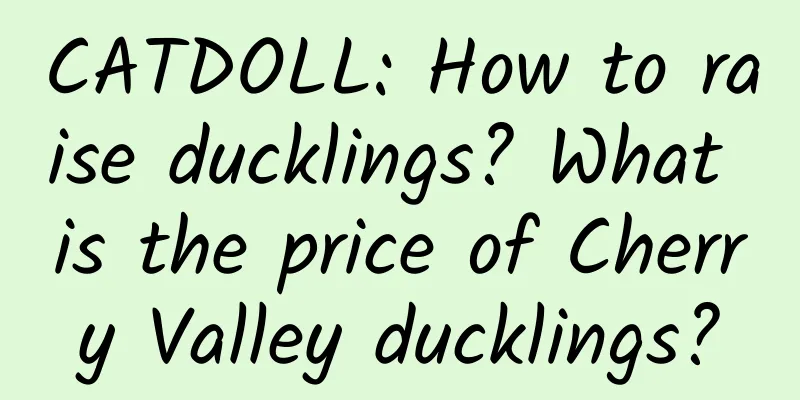 CATDOLL: How to raise ducklings? What is the price of Cherry Valley ducklings?