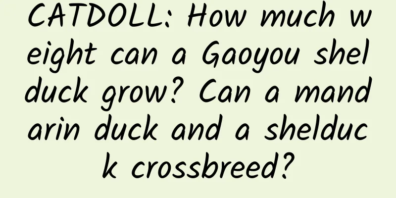 CATDOLL: How much weight can a Gaoyou shelduck grow? Can a mandarin duck and a shelduck crossbreed?