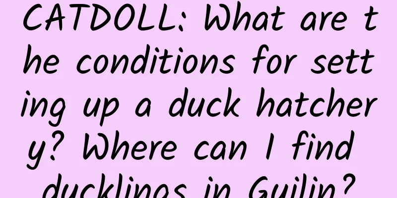 CATDOLL: What are the conditions for setting up a duck hatchery? Where can I find ducklings in Guilin?