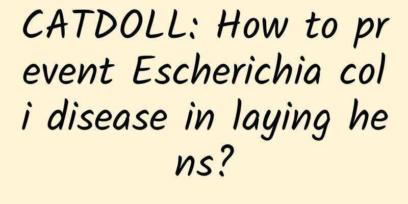 CATDOLL: How to prevent Escherichia coli disease in laying hens?