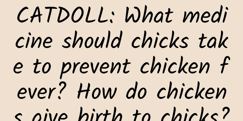 CATDOLL: What medicine should chicks take to prevent chicken fever? How do chickens give birth to chicks?