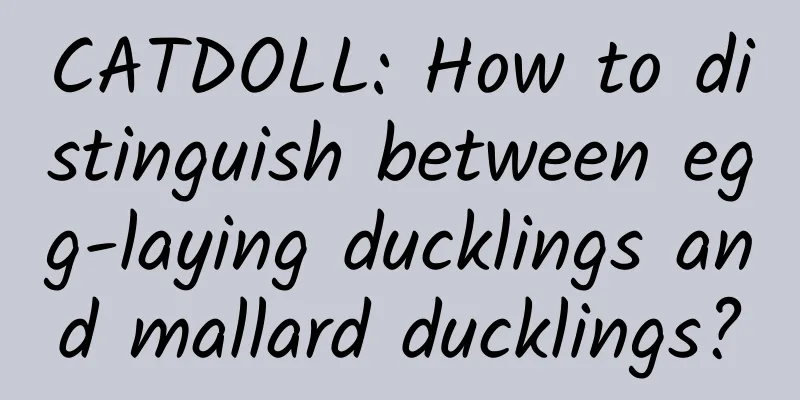 CATDOLL: How to distinguish between egg-laying ducklings and mallard ducklings?