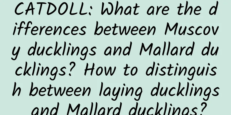 CATDOLL: What are the differences between Muscovy ducklings and Mallard ducklings? How to distinguish between laying ducklings and Mallard ducklings?