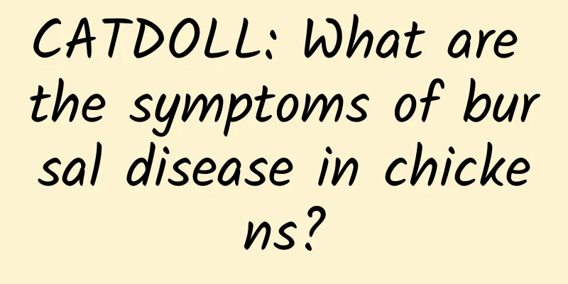 CATDOLL: What are the symptoms of bursal disease in chickens?