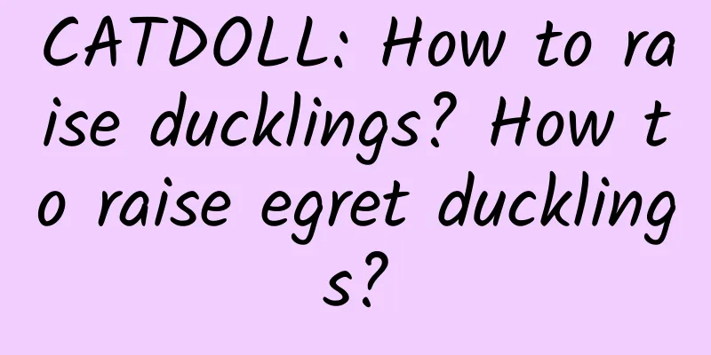 CATDOLL: How to raise ducklings? How to raise egret ducklings?