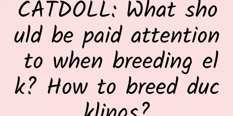 CATDOLL: What should be paid attention to when breeding elk? How to breed ducklings?