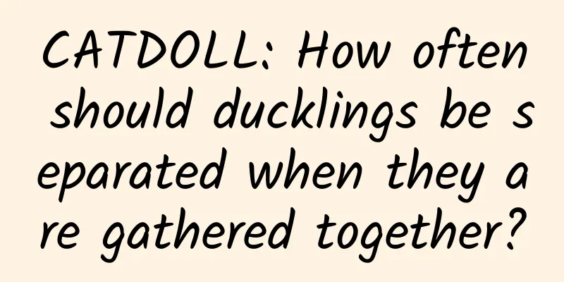 CATDOLL: How often should ducklings be separated when they are gathered together?