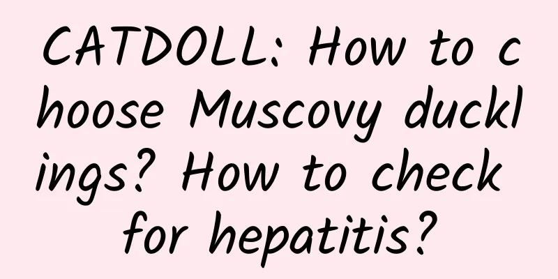 CATDOLL: How to choose Muscovy ducklings? How to check for hepatitis?