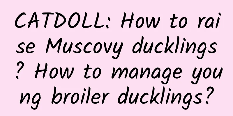 CATDOLL: How to raise Muscovy ducklings? How to manage young broiler ducklings?