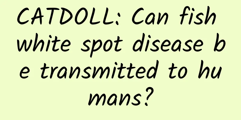 CATDOLL: Can fish white spot disease be transmitted to humans?