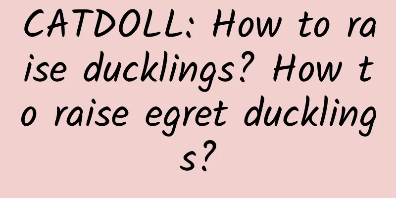 CATDOLL: How to raise ducklings? How to raise egret ducklings?