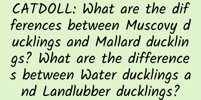 CATDOLL: What are the differences between Muscovy ducklings and Mallard ducklings? What are the differences between Water ducklings and Landlubber ducklings?