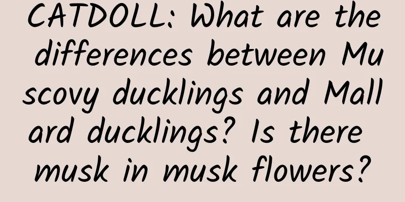 CATDOLL: What are the differences between Muscovy ducklings and Mallard ducklings? Is there musk in musk flowers?