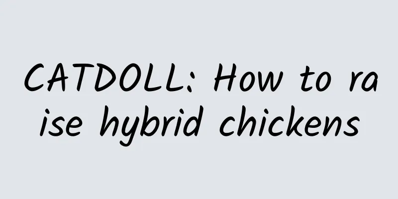 CATDOLL: How to raise hybrid chickens