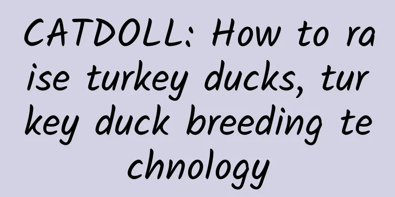 CATDOLL: How to raise turkey ducks, turkey duck breeding technology