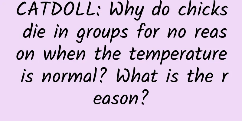 CATDOLL: Why do chicks die in groups for no reason when the temperature is normal? What is the reason?