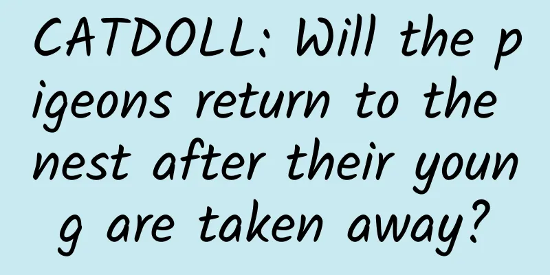 CATDOLL: Will the pigeons return to the nest after their young are taken away?
