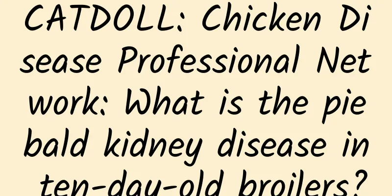 CATDOLL: Chicken Disease Professional Network: What is the piebald kidney disease in ten-day-old broilers?