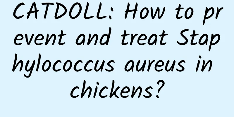 CATDOLL: How to prevent and treat Staphylococcus aureus in chickens?