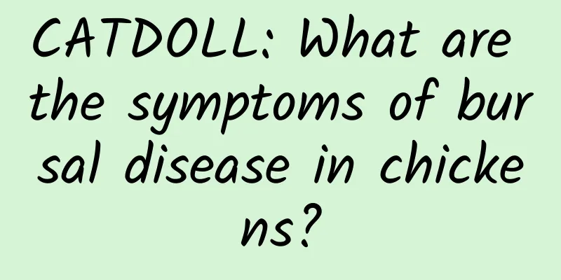 CATDOLL: What are the symptoms of bursal disease in chickens?