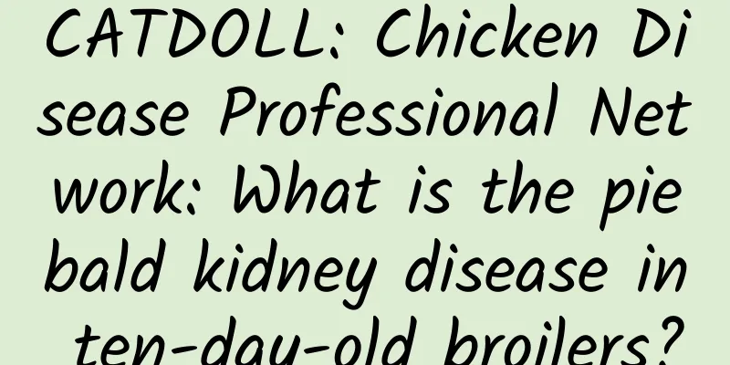 CATDOLL: Chicken Disease Professional Network: What is the piebald kidney disease in ten-day-old broilers?