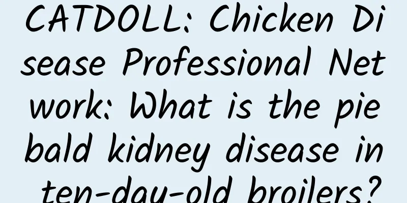 CATDOLL: Chicken Disease Professional Network: What is the piebald kidney disease in ten-day-old broilers?